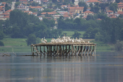 Pelicans on abandoned pier in lake