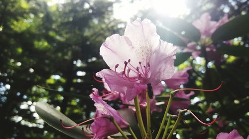 Close-up of pink flowers