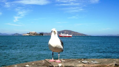 Seagull flying over sea