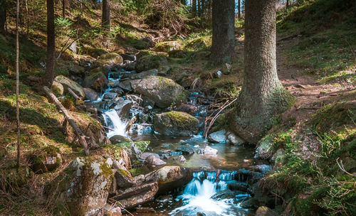River flowing through forest