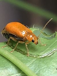 Close-up of insect on plant