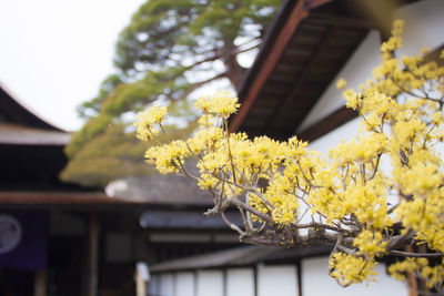 Close-up of yellow flowering plant