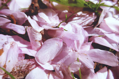 Close-up of pink flowers