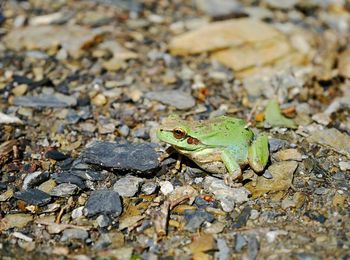 High angle view of frog on rock