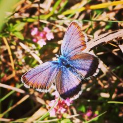 Close-up of butterfly on purple flower