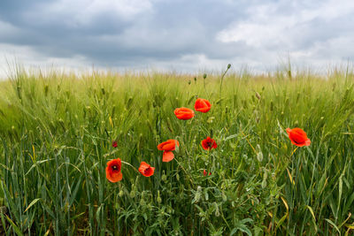 Papaver rhoeas on field of green wheat