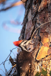 Male pileated woodpecker bird dryocopus pileatus in a pine tree at the corkscrew swamp sanctuary 