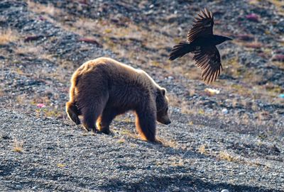 A raven pestering a grizzly