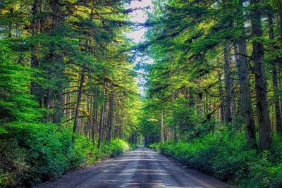 Road amidst trees in forest