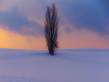 Bare tree on snow covered field against sky during sunset