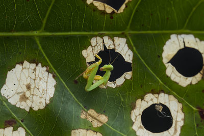 Praying mantish and leaf