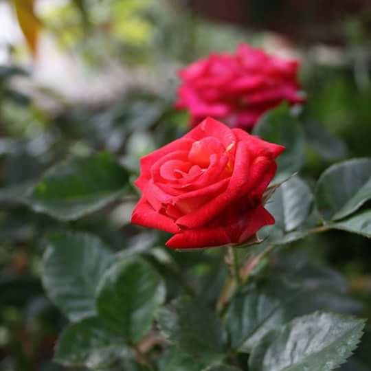 flower, rose - flower, petal, nature, fragility, red, flower head, beauty in nature, plant, growth, no people, freshness, blooming, outdoors, focus on foreground, day, close-up