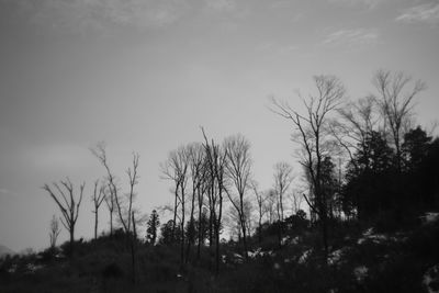 Bare trees on landscape