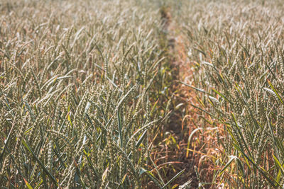 Close-up of wheat field