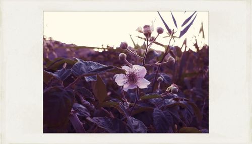 plant