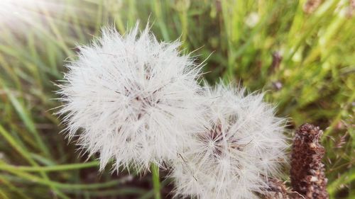 Close-up of dandelion