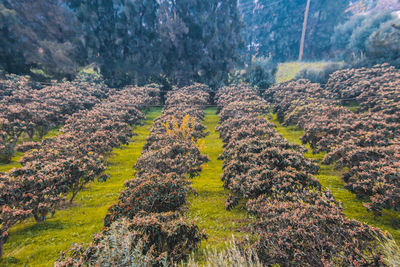 High angle view of trees growing on field