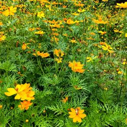 Close-up of yellow flowers blooming in field