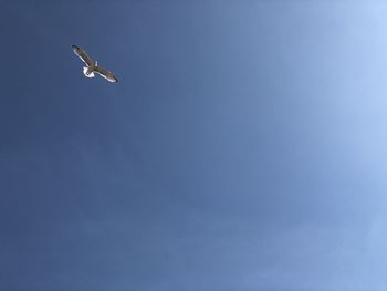 Low angle view of seagull flying in sky