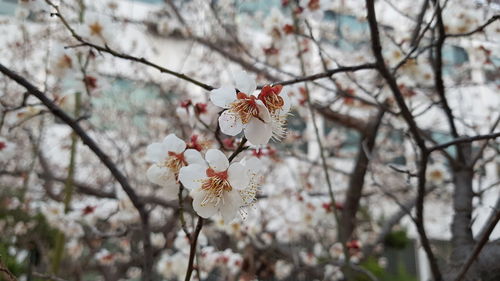 Cherry blossoms in spring