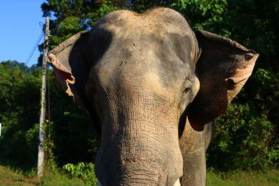 Close-up of elephant