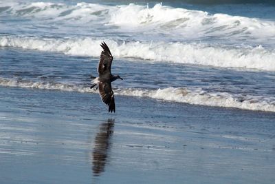 View of seagull flying over sea