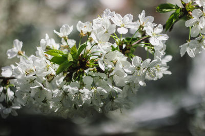 Close-up of white flowering plant