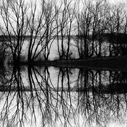 Reflection of trees in lake against sky