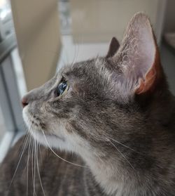 Close-up of a cat looking away