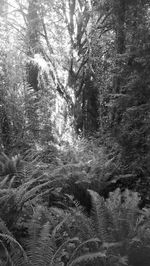 Trees in forest