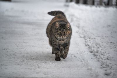 Cat walking on snow land. 
