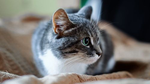 Close-up portrait of cat