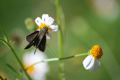 Close-up of insect on white flower