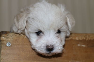 Close-up portrait of puppy at home
