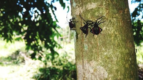 Close-up of insect on tree trunk