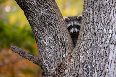 Portrait of raccoon on tree trunk