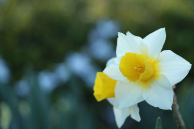 Close-up of yellow daffodil flower