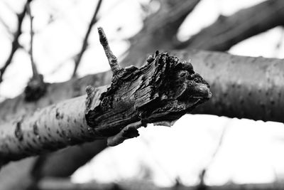 Close-up of lizard on tree trunk