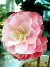 Close-up of pink rose