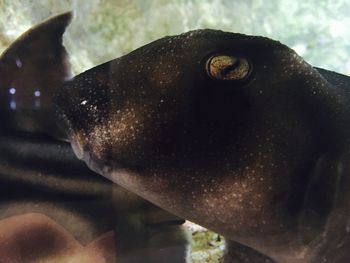 Close-up of sea lion