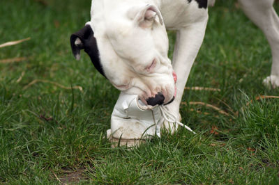 Close-up of a dog on field