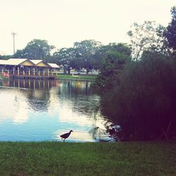 View of birds in calm lake