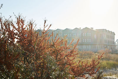 Low angle view of trees and buildings against sky