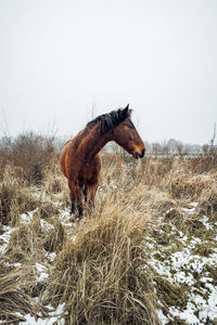 View of horse on snowy field against sky