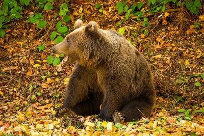 Close-up of a wild bear in the forest