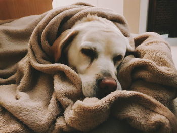 Close-up of dog sleeping