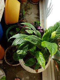 High angle view of vegetables