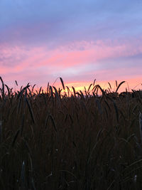 Crops growing on field against romantic sky at sunset