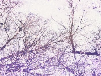 Low angle view of cherry blossoms against sky