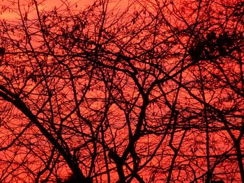 Low angle view of silhouette bare trees against sky at sunset